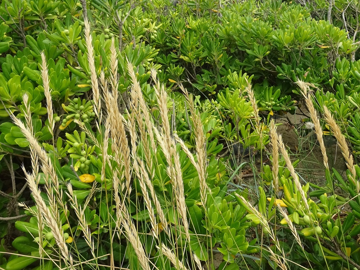 Elytrigia acuta (Poaceae)